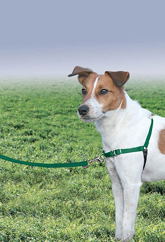 Premier Easy Walk Dog Harness, Green/Black